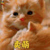 萌宠 猫 猫咪 喵星人 卖萌 撩
