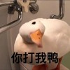 萌宠 鸭子 你打我呀 我才不怕你 呆萌 可爱