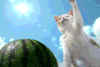 猫咪 喵星人 大西瓜 可爱 夸张 萌萌哒