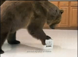 熊 bear 动物 篮子