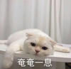 萌宠 喵星人 奄奄一息 没力气了 可爱 憨憨