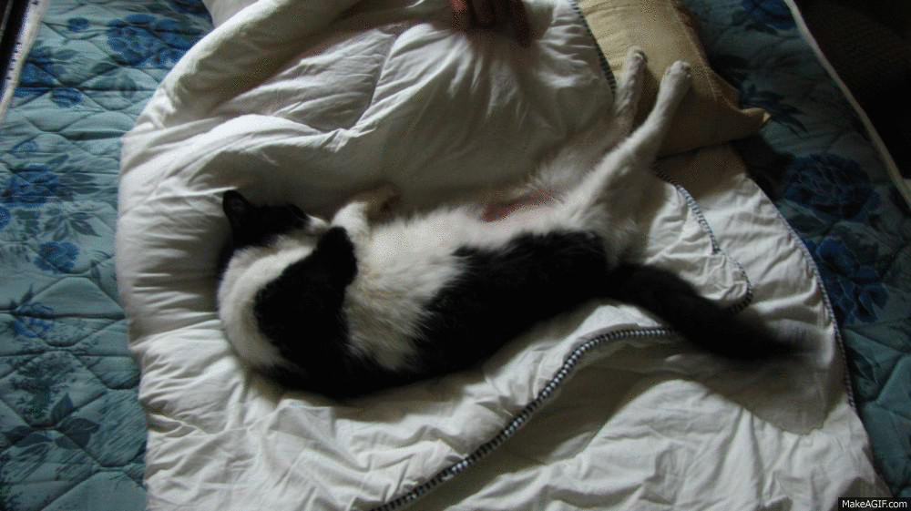 猫咪 赖床 可爱 撒娇