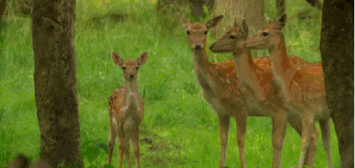 动物 神话的森林 纪录片 扁角鹿