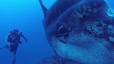 海底世界 潜水 吸氧 生物