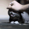 猫咪 按摩 享受 可爱