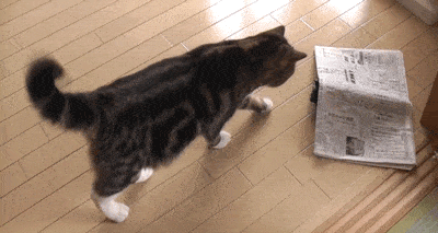 猫咪 报纸 地板 摇尾巴