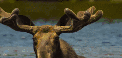 壮美无边 动物 纪录片 过河 麋鹿