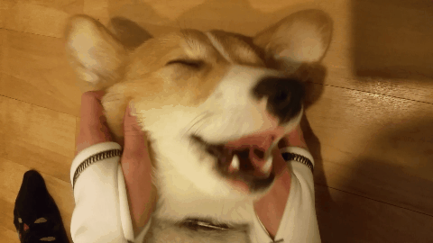 柯基搞笑 捏脸 魔性 corgi