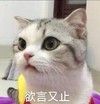 萌宠 猫星人 欲言又止 嫌弃 呆萌 可爱