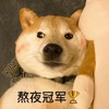 萌宠 汪星人 熬夜冠军 天天很晚睡觉 淘气 可爱
