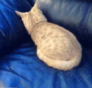 猫咪 沙发 调皮 软骨功