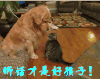 萌宠