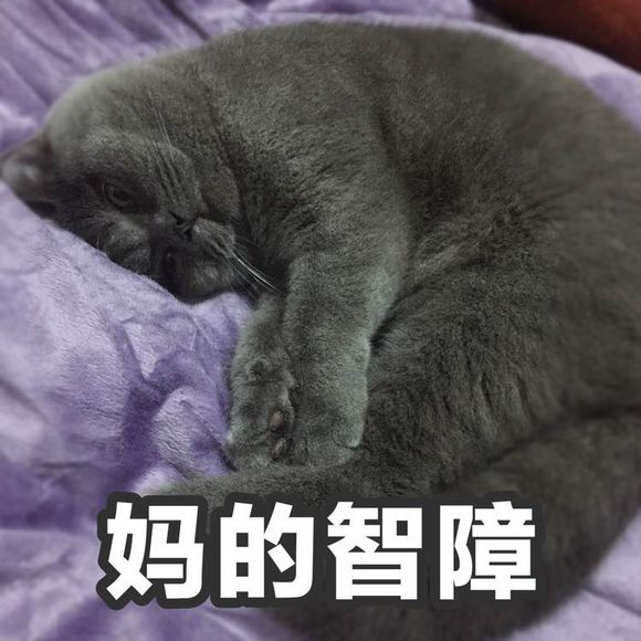 猫咪gif智障gif搞笑gif可爱gif