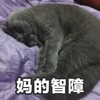 猫咪 智障 搞笑 可爱