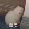 萌宠 喵星人 蹲在墙角 自闭 呆萌 憨憨