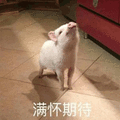 猪 满怀期待 开心