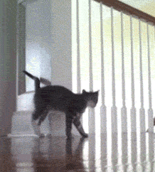 猫咪 趴着 奔跑 可爱