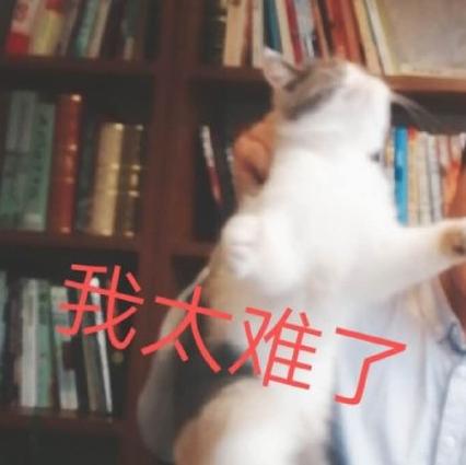 吸猫时间到 搞笑 可爱 萌宠 喵星人