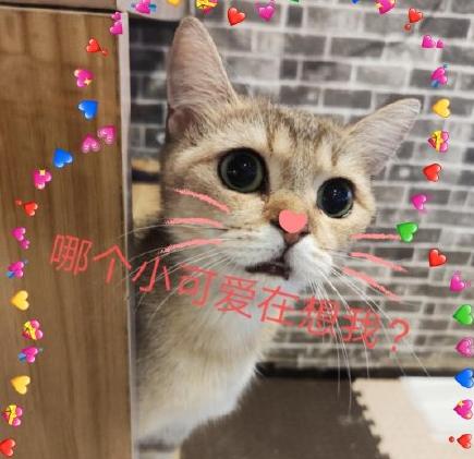 吸猫时间到 搞笑 可爱 萌宠 喵星人