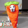萌宠 一只胡萝卜 太可爱了 萌萌哒
