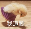 萌宠 鸭子 我道歉 我错了 呆萌 可爱
