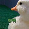 萌宠 鸭子 愁啊 思考 呆萌 可爱