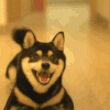 狗狗 张嘴 牙齿 摇尾巴