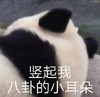 萌宠 熊猫 竖起我八卦的小耳朵 听着 呆萌 可爱