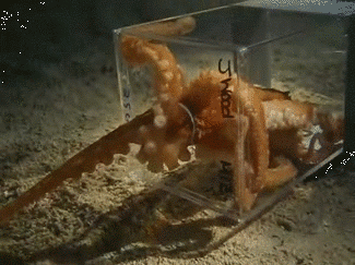 海底世界 章鱼 钻箱子 灵活