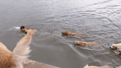 狗狗 游泳 跳跃 搞笑