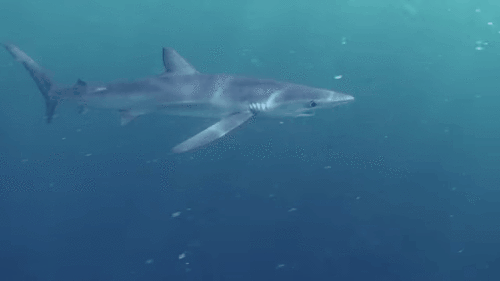 鲨鱼 大海 动物 恶搞