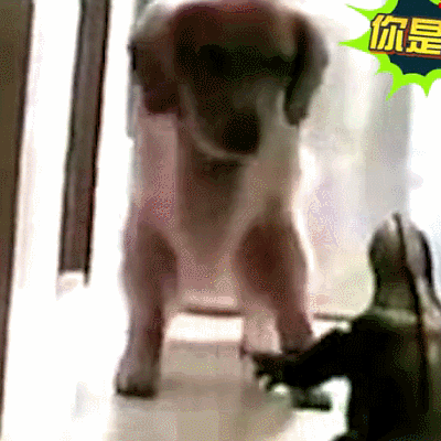 汪星人 狗狗 可爱 萌宠 狗