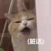 萌宠 猫星人 脏话 凶巴巴 呆萌 搞怪