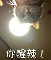 猫咪 灯管 凝视 你醒辣