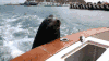 海豹 呆萌