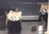 倒 打架  小熊猫 可爱