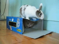 兔子 猫 躲猫猫 盒子