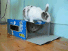 兔子 猫 躲猫猫 盒子