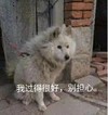 萌宠 汪星人 我过得很好 你不要担心我了 呆萌 憨憨