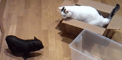 猫咪 拍打 盒子 塑料