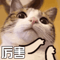 猫 萌宠 喵星人 厉害 鼓掌 soogif soogif出品 good