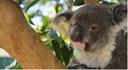 动物 可爱 树 树袋熊 澳大利亚 纪录片 萌 阳光