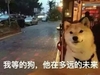 小狗 可爱 毛茸茸 他在多远的未来