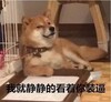 狗狗 可爱 汪星人 我就静静的看着你装逼