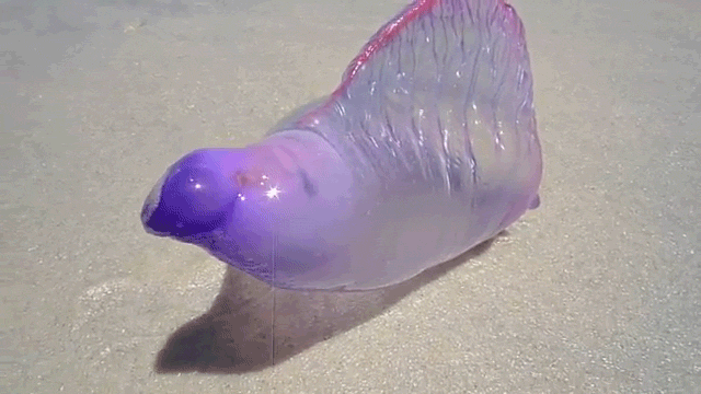 水 动物 透明 神奇