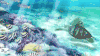 海洋 海底 生物 scenery