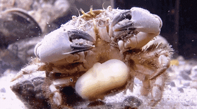 螃蟹 生物 海鲜 蠕动