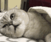 猫咪 翻身 眼神 搞笑