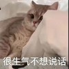 萌宠 猫星人 很生气不想说话 难受 搞怪 逗