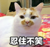 萌宠 喵星人 忍住不笑 想笑 呆萌 搞怪